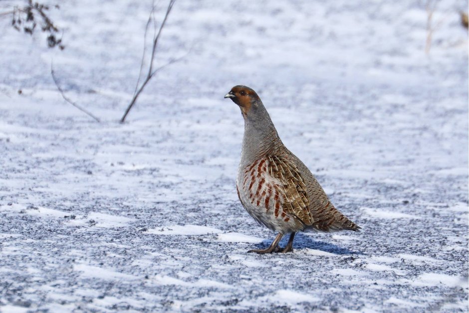 Серая куропатка (Perdix Perdix)