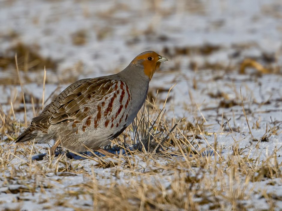 Бородатая куропатка (Perdix dauurica)