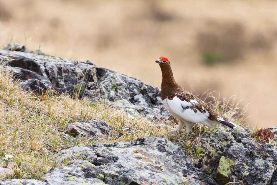 Серая куропатка (Perdix Perdix)
