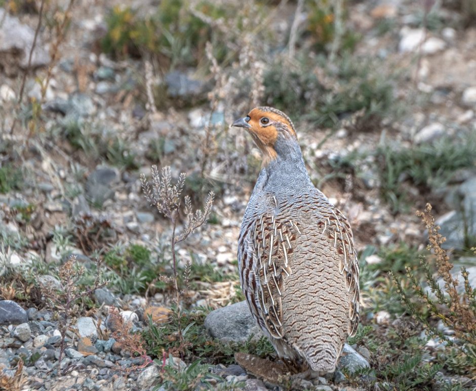Серая куропатка (Perdix Perdix)