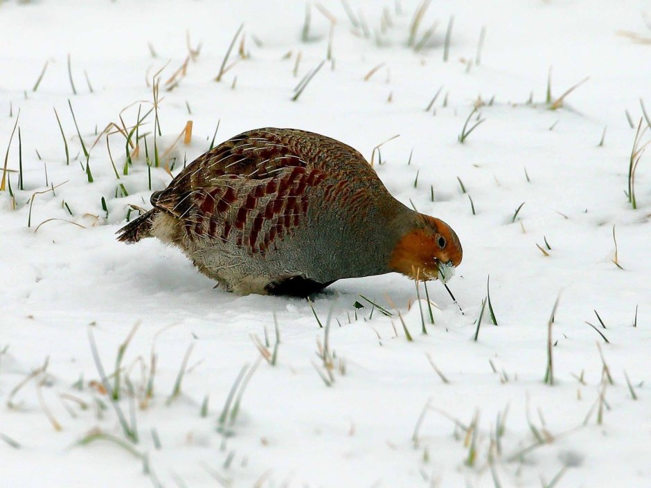 Белая куропатка (lagopus lagopus)