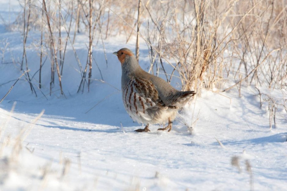 Бородатая куропатка (Perdix dauurica)