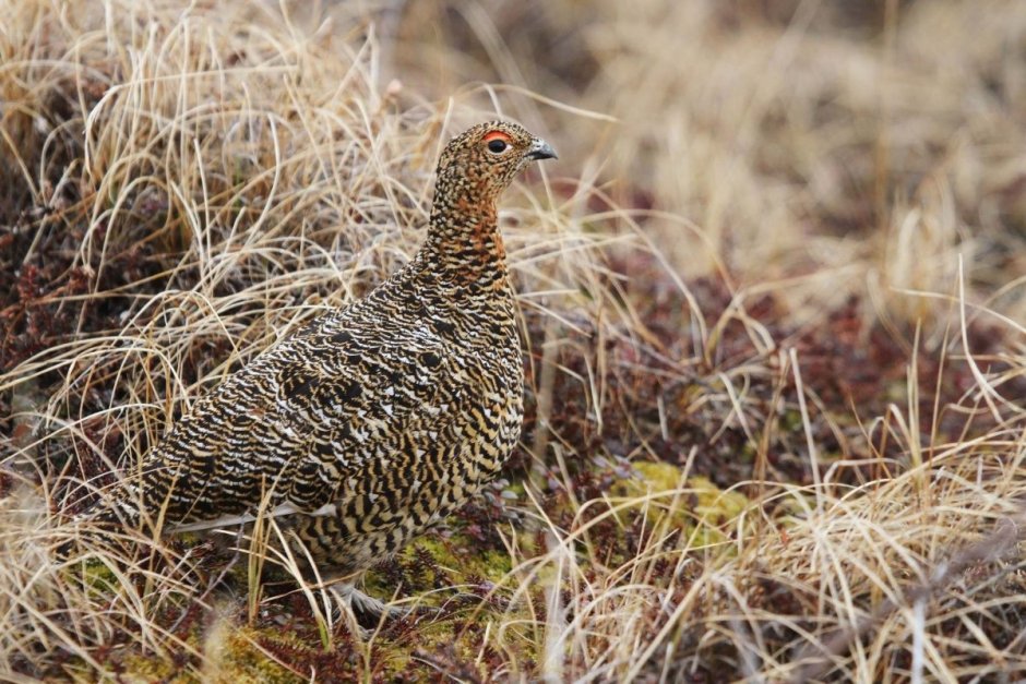 Рябчик Tetrastes bonasia