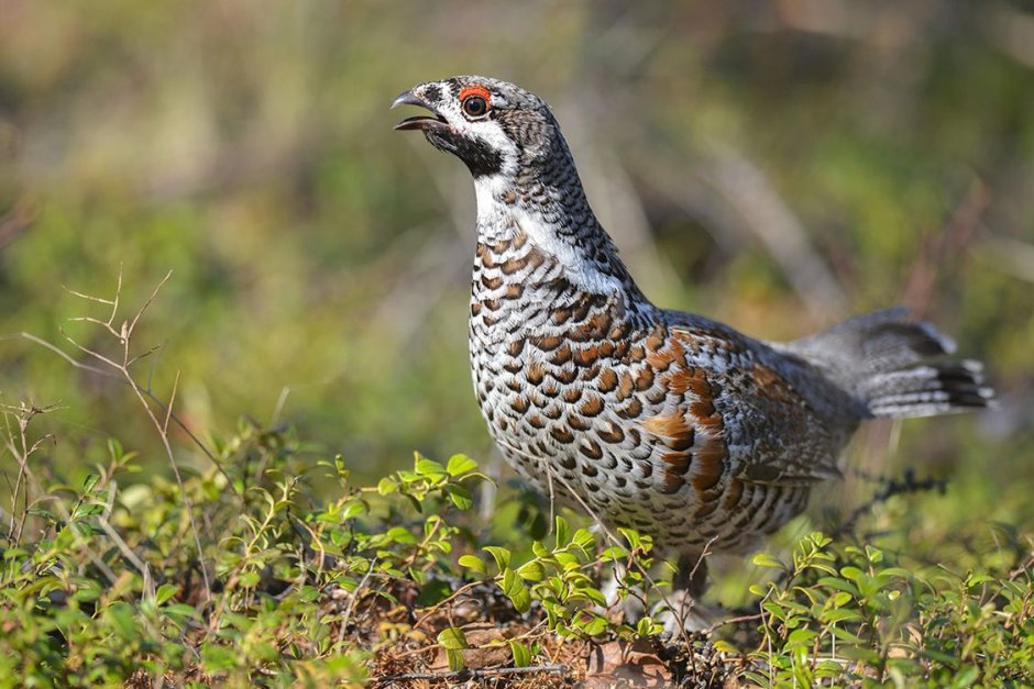Серая куропатка (Perdix Perdix)