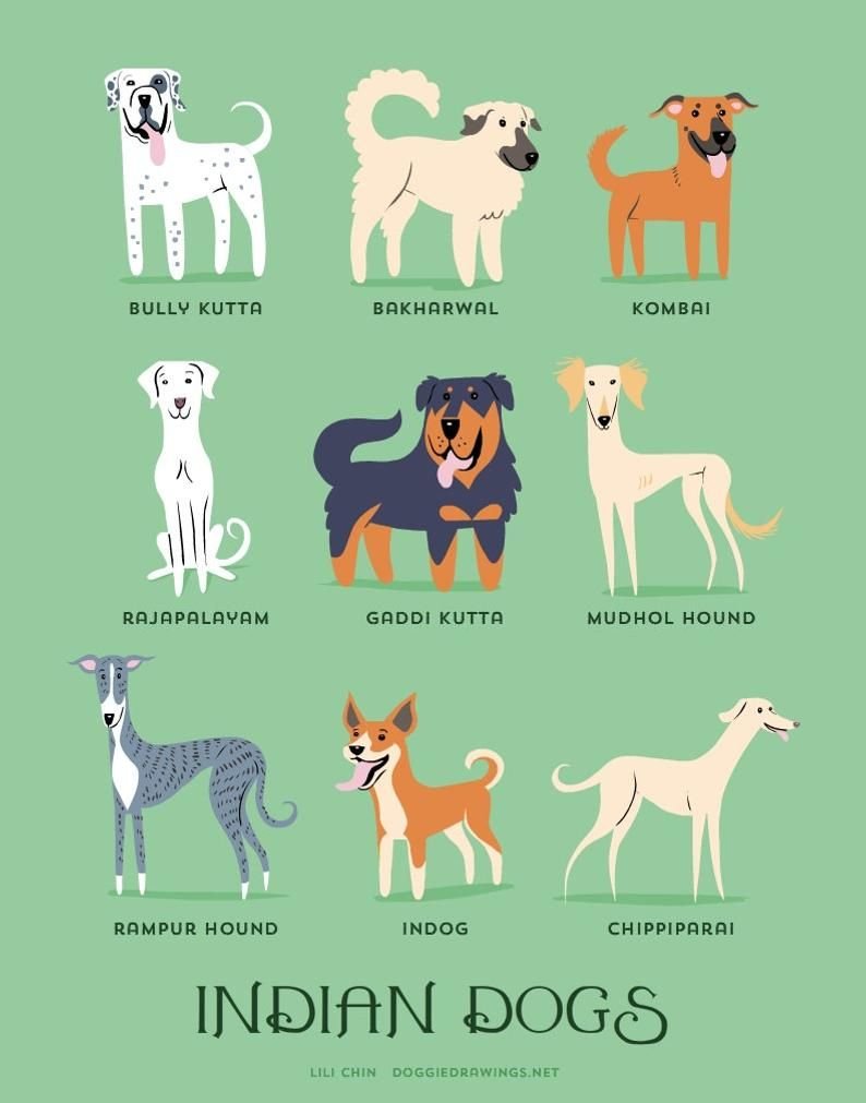 Dog Breeds infographics elements