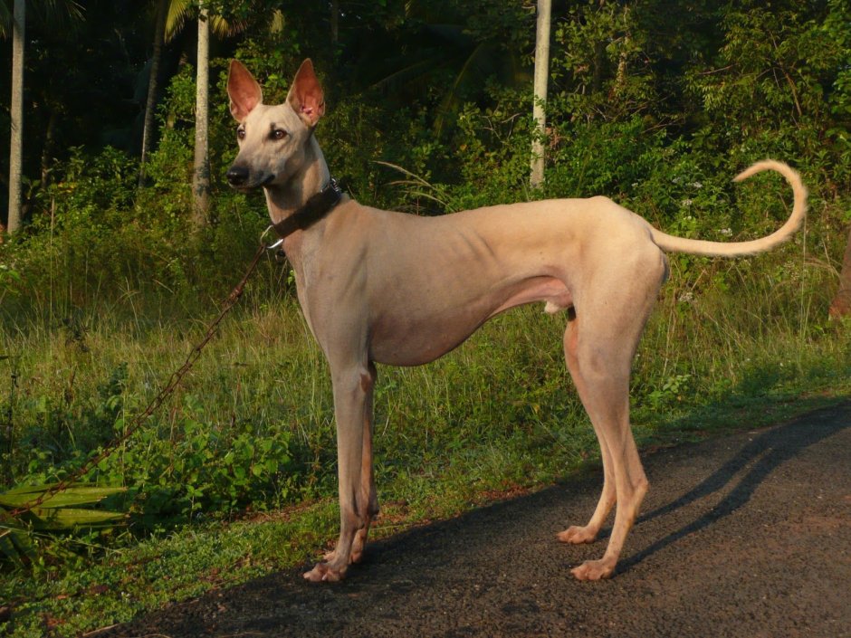 Канни индийская борзая