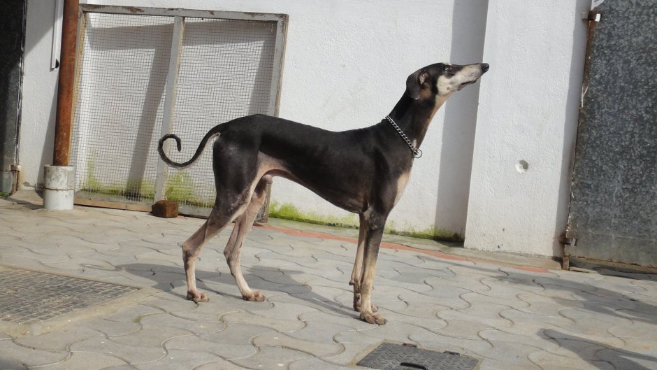 Индийская рампурская борзая