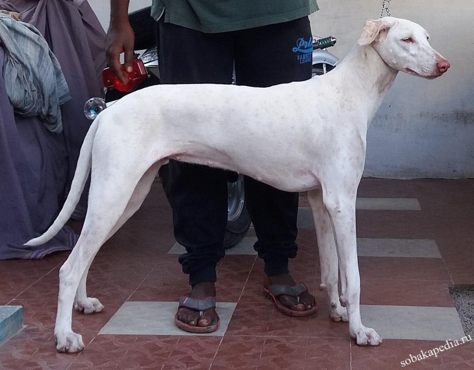 Полигарская борзая