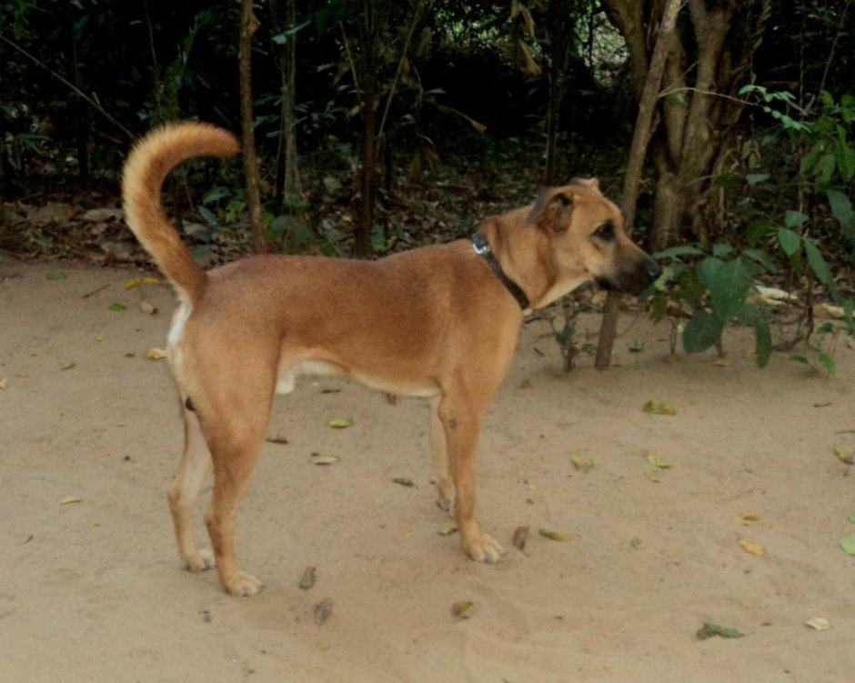 Индийская борзая комбай