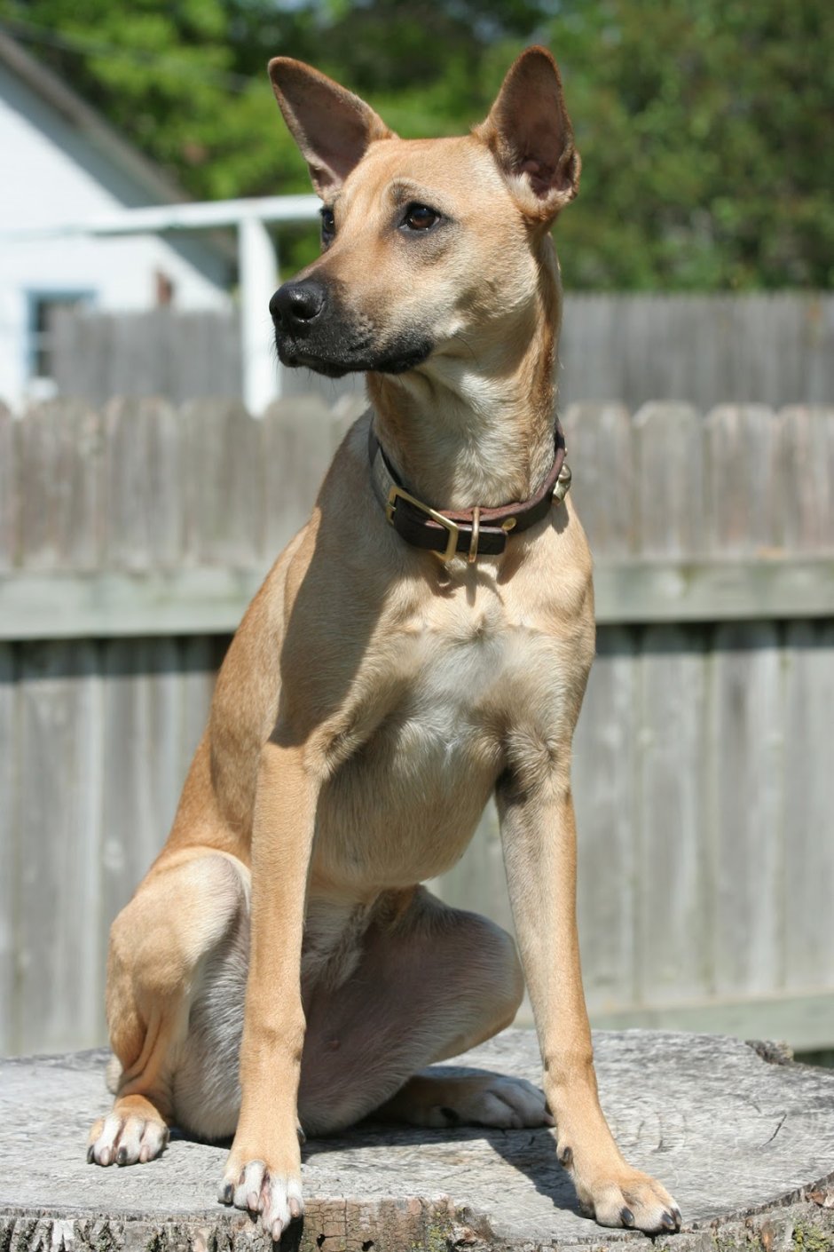 Индийская собака