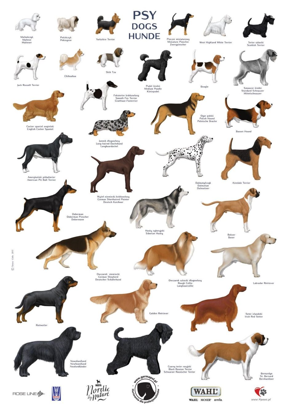 Мелкие средние и крупные породы собак