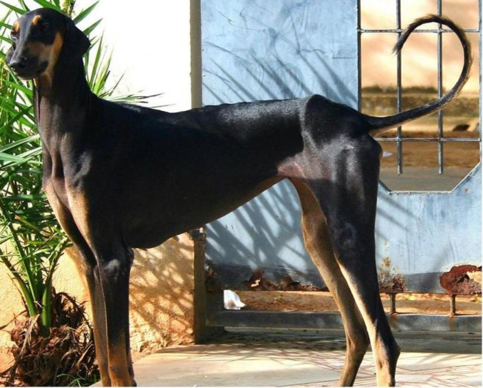 Южноиндийская борзая