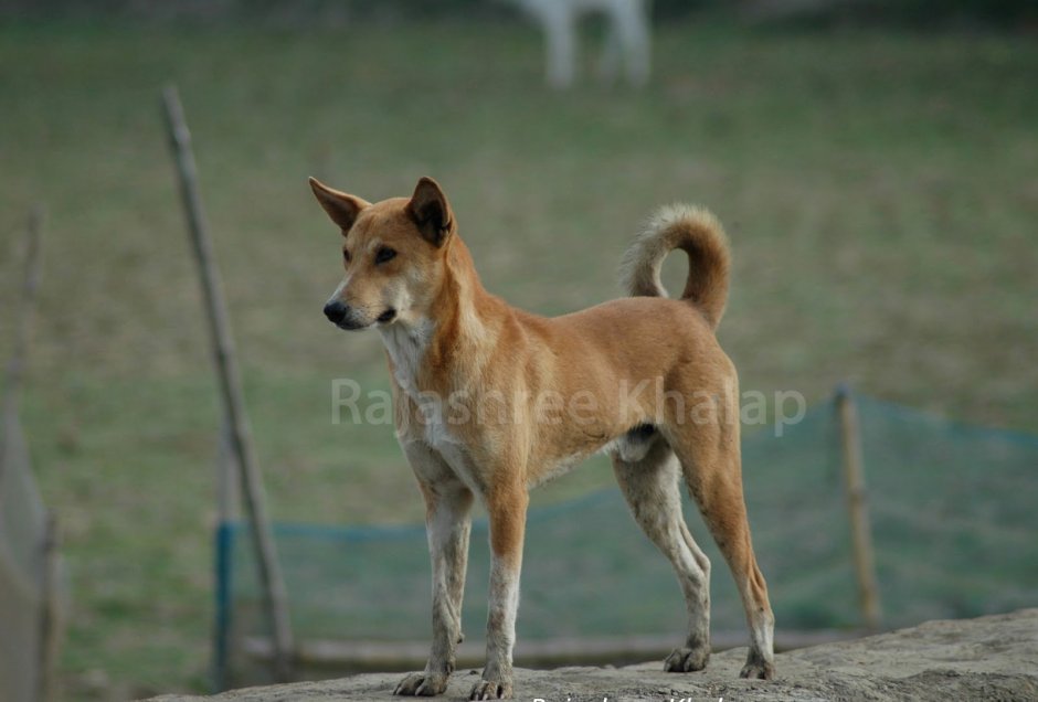 Индийская собака