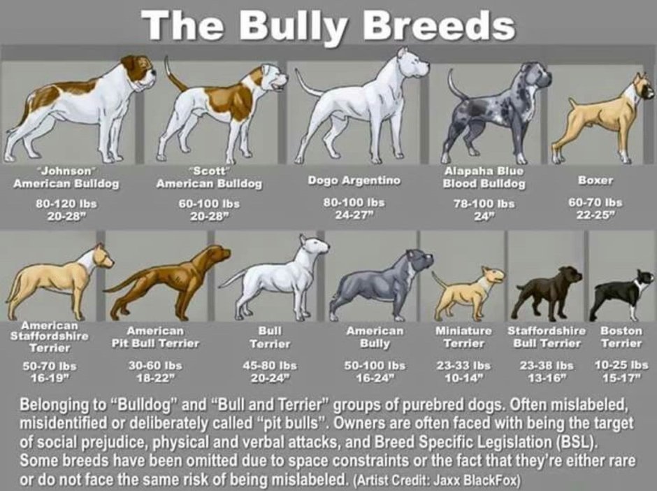 Ши тцу коричневый