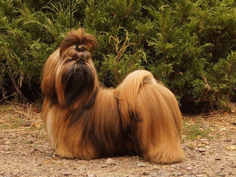 Шарпей щенок