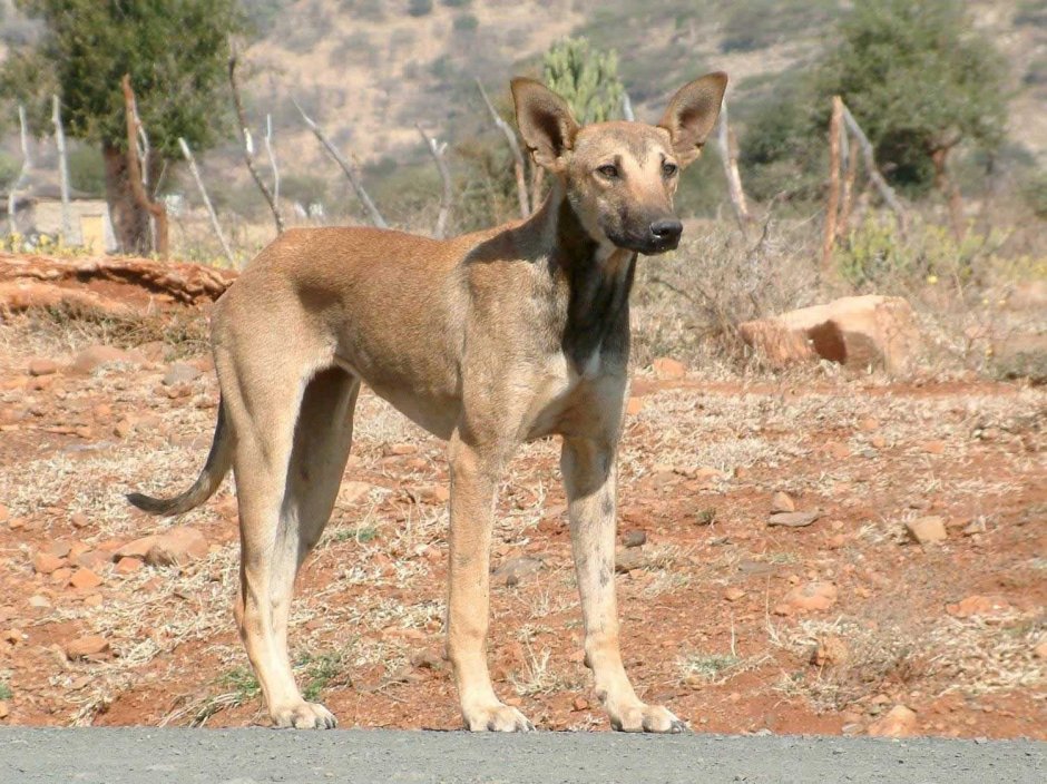 Индийская собака Пария