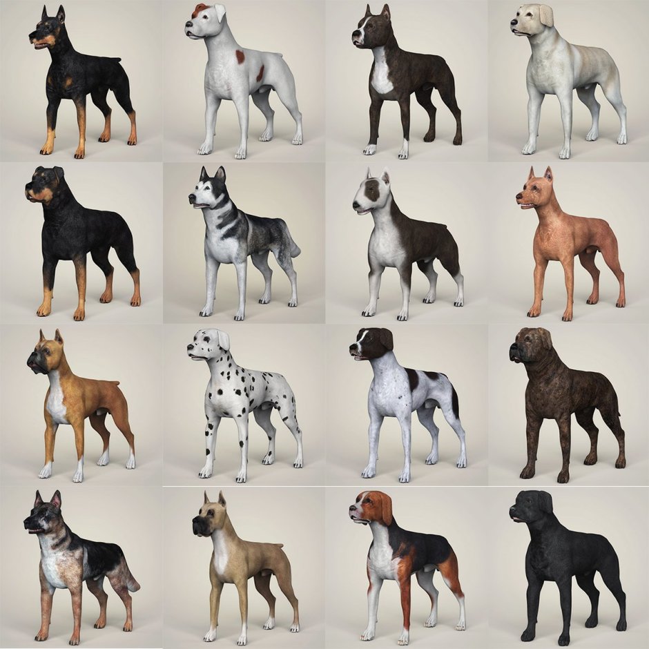 Модельные собаки породы