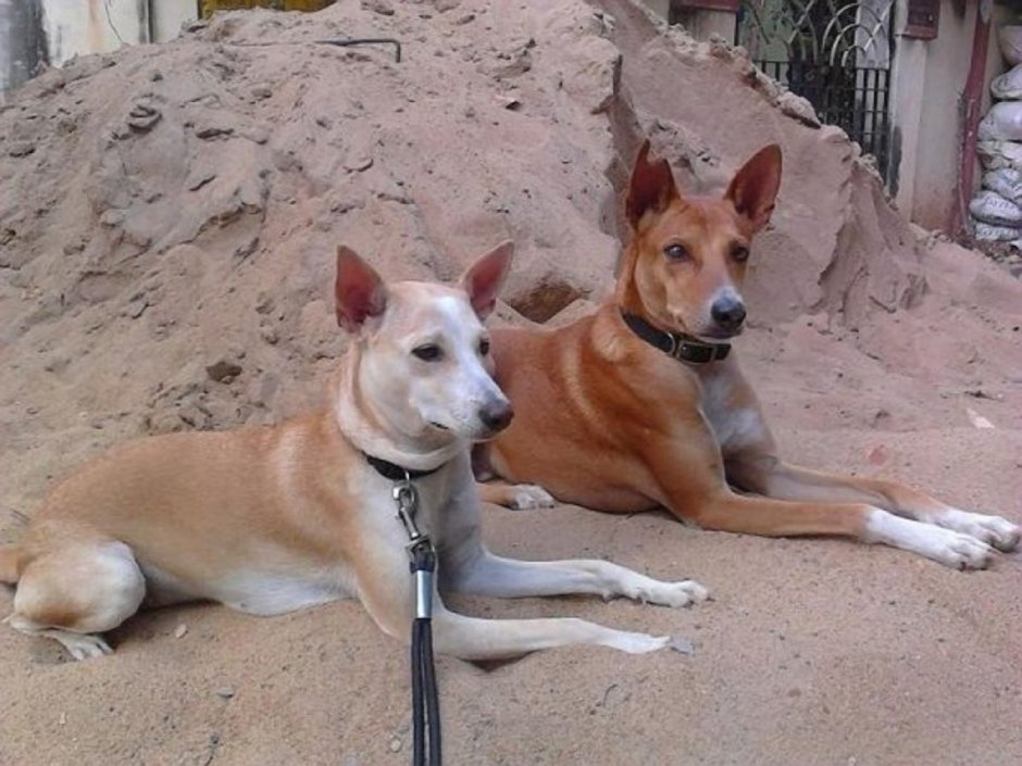 Аборигенные собаки Индии