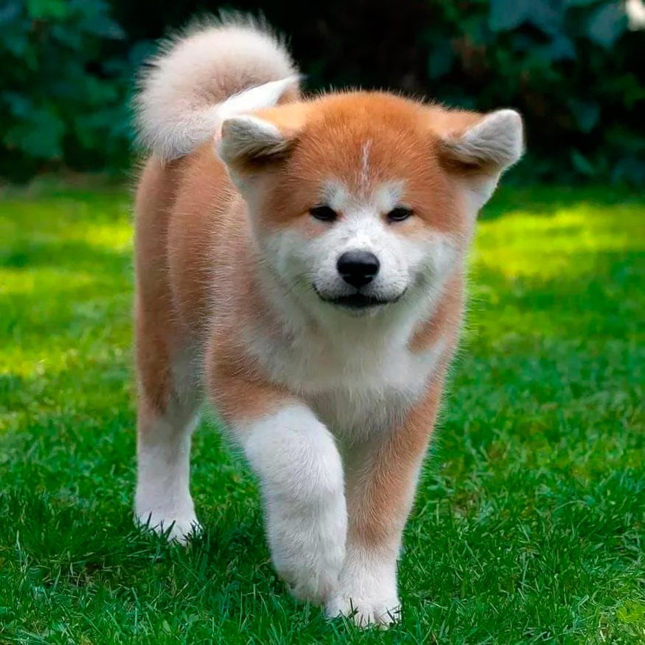 Породы собак на букву т