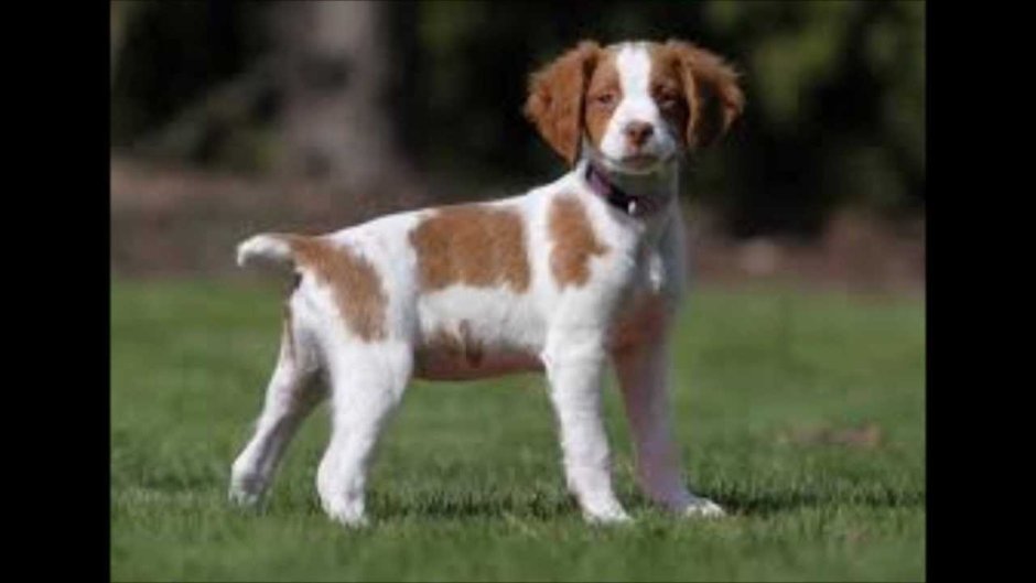 Раджапалайям (порода собак)