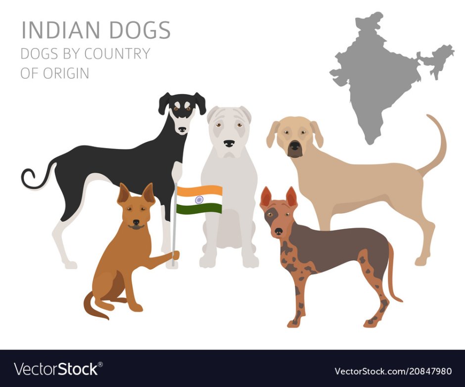 Полигарская борзая