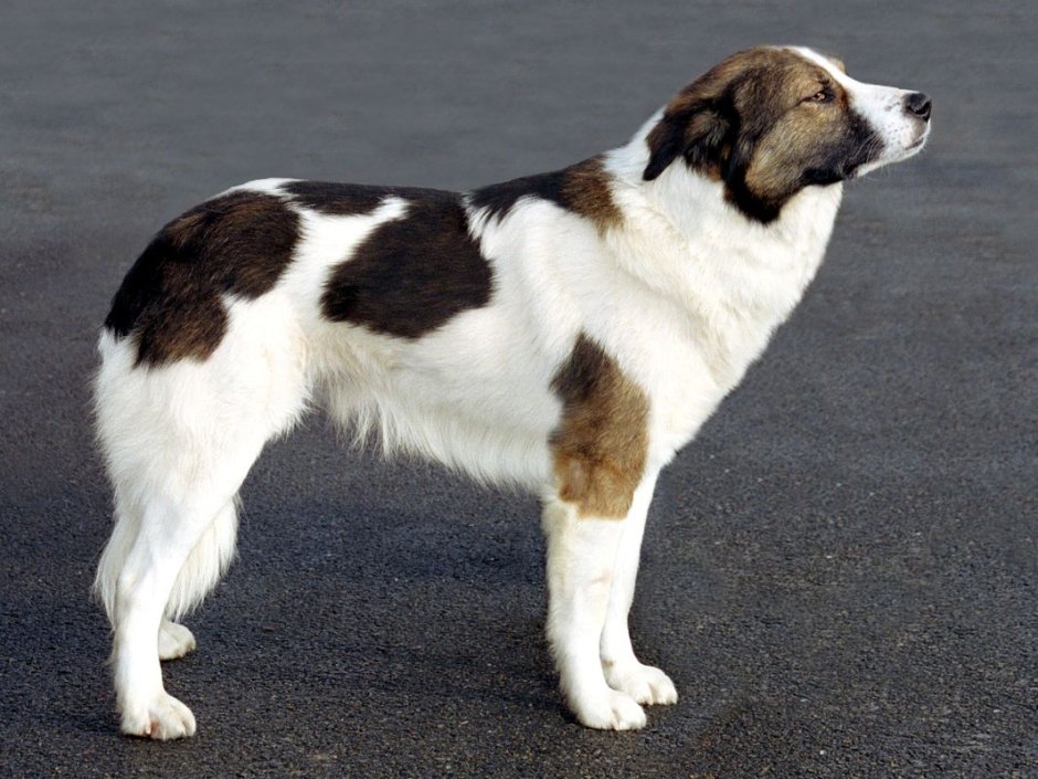 Атласская овчарка