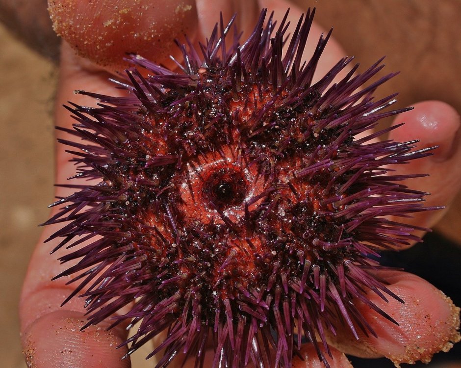 Морские Ежи (Echinoidea)