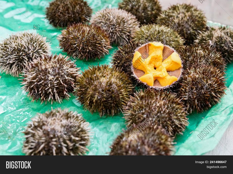 Urchin еж