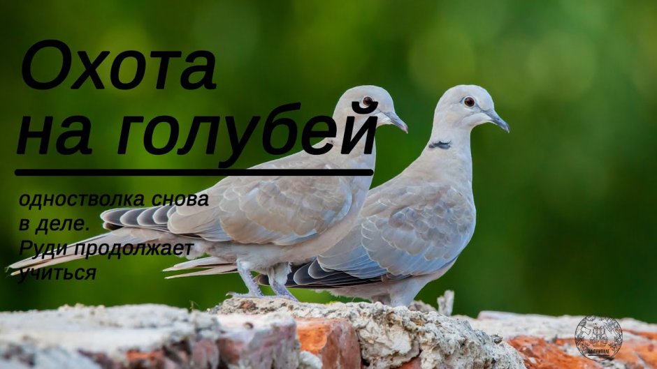Обыкновенная Горлица самец