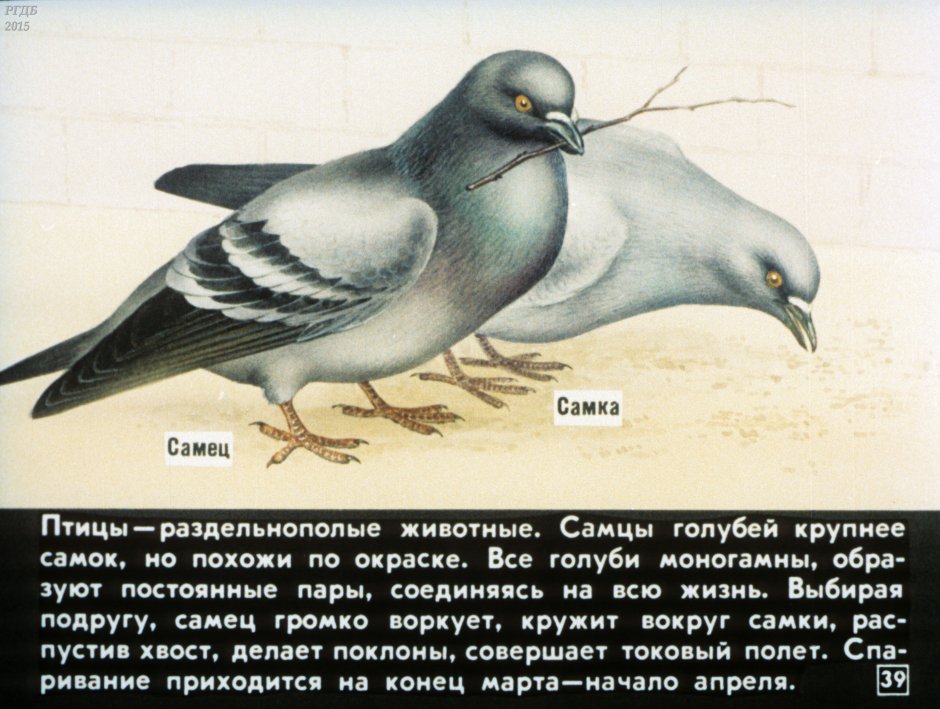 Сизый голубь самец