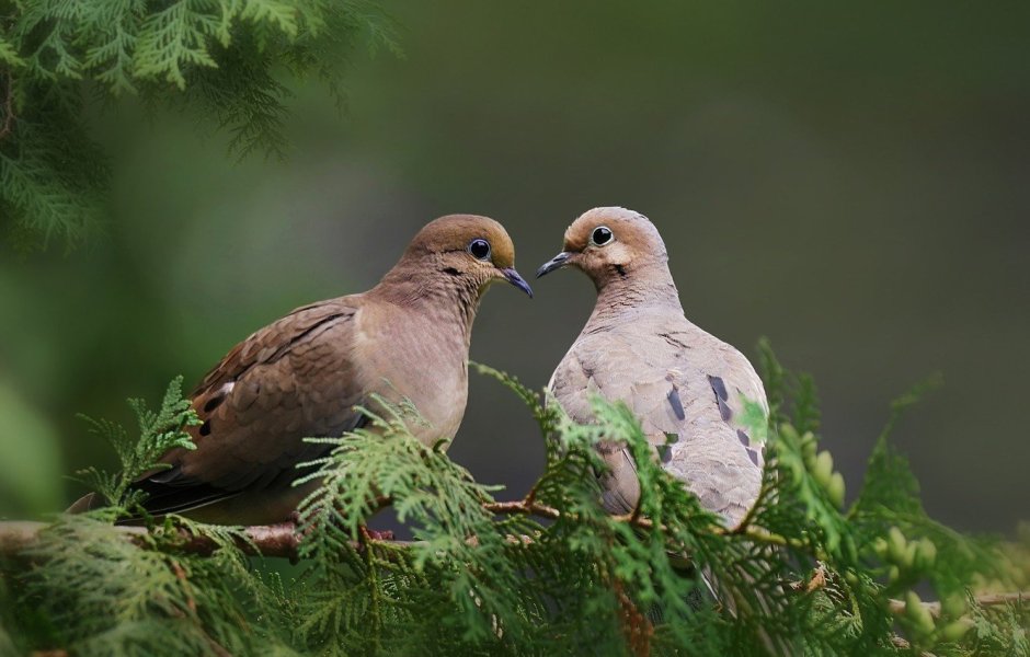 Streptopelia vinacea