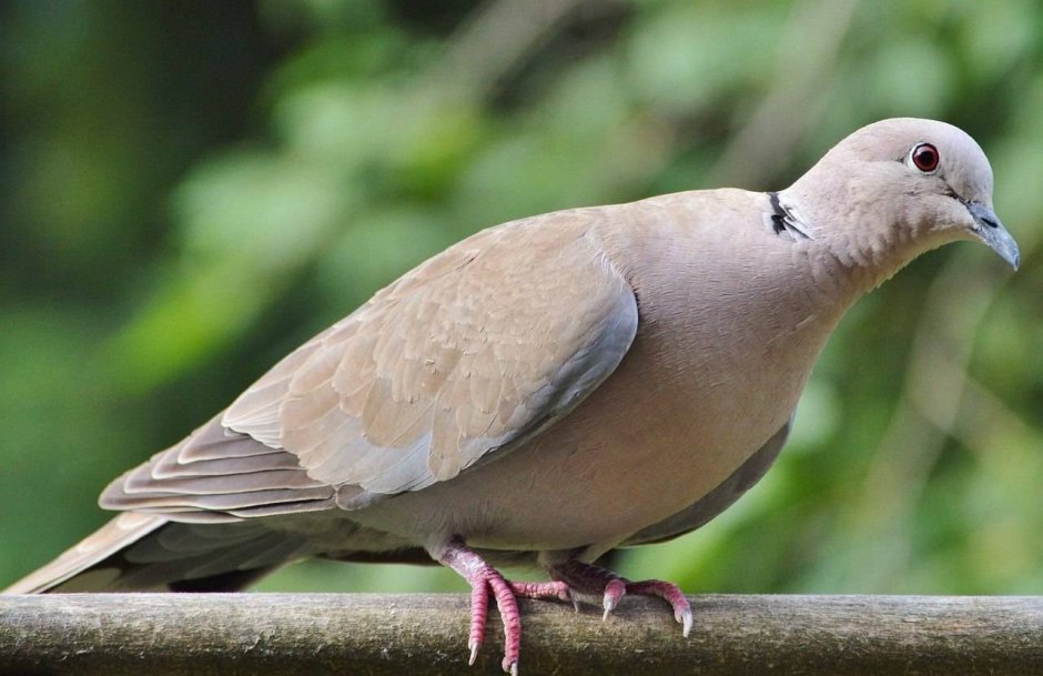 Columbina damselette