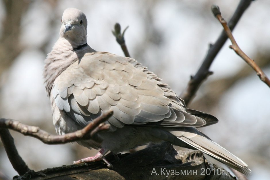 Голубь или Голубка