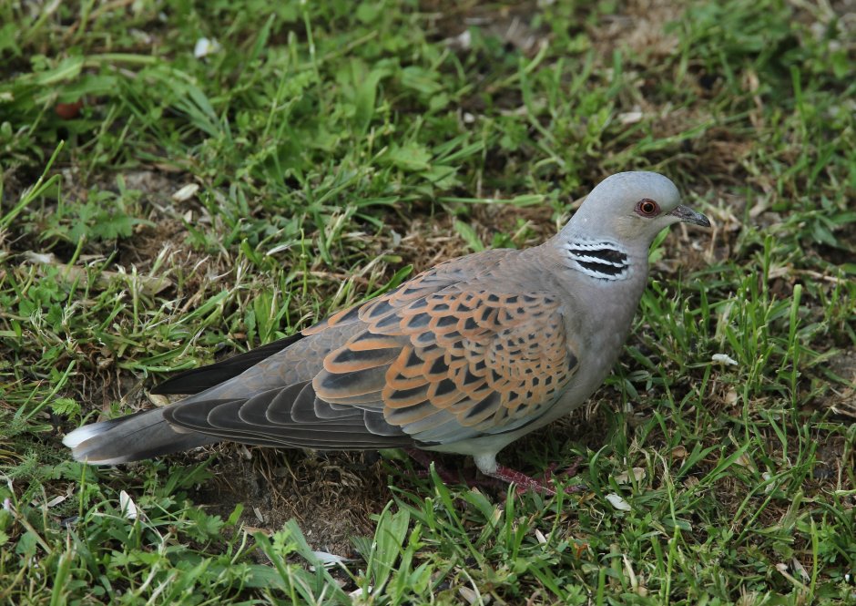 Обыкновенная Горлица (Streptopelia Turtur)