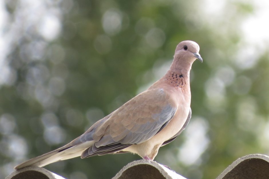 Малая Горлица (Streptopelia senegalensis)