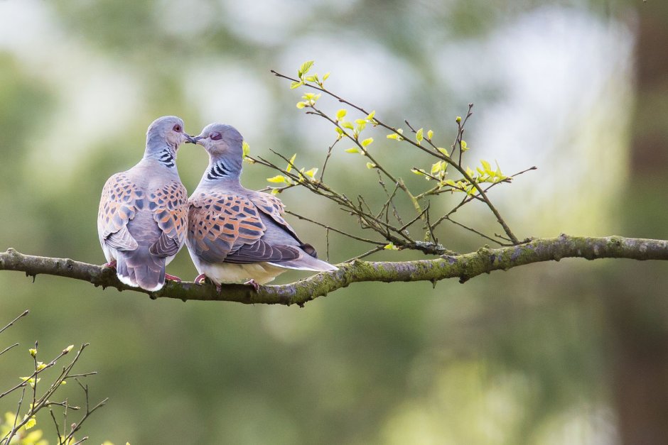 Малая Горлица (Streptopelia senegalensis)