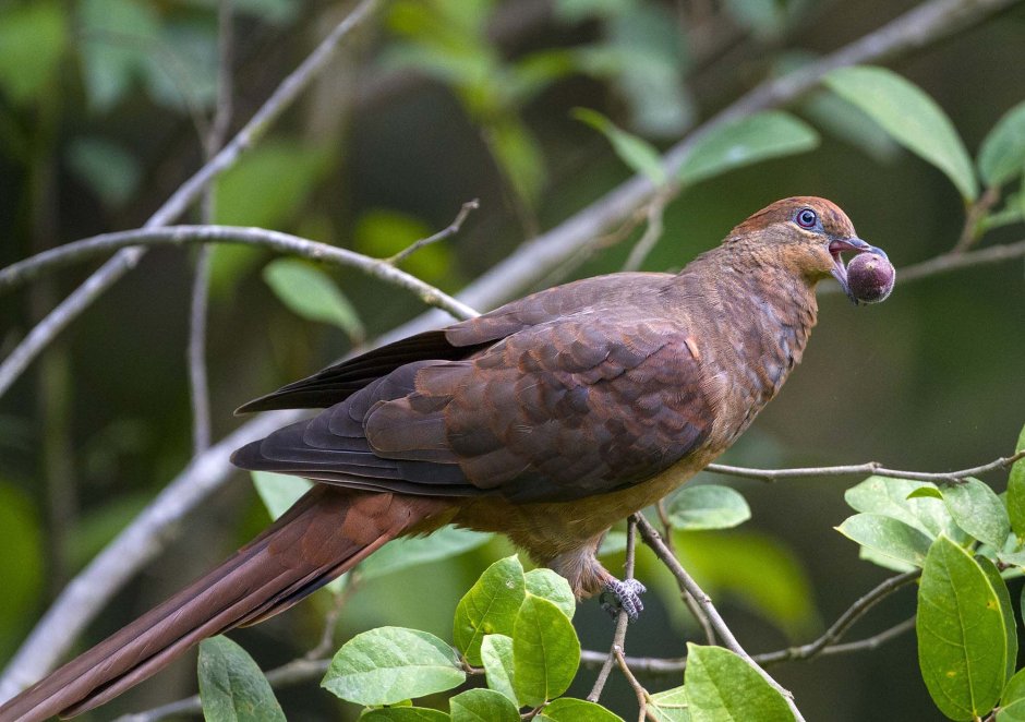 Кольчатая Горлица Streptopelia decaocto