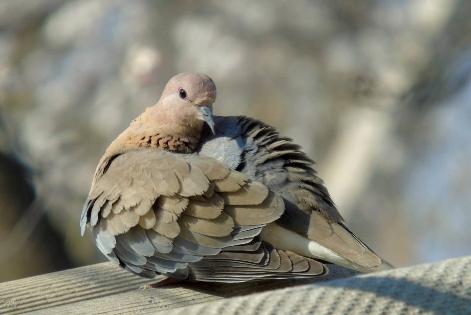 Обыкновенная Горлица (Streptopelia Turtur)