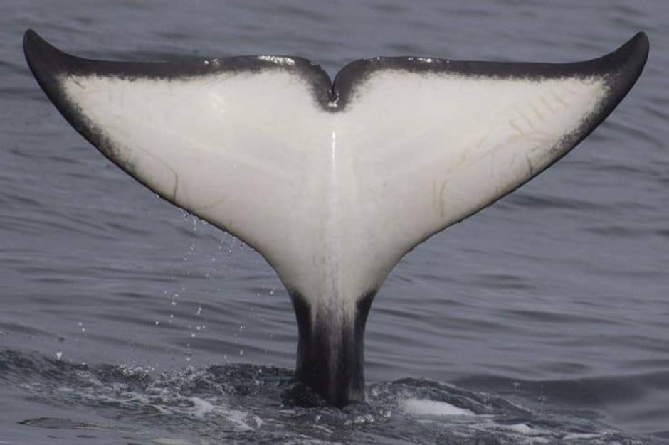 Orca Tail