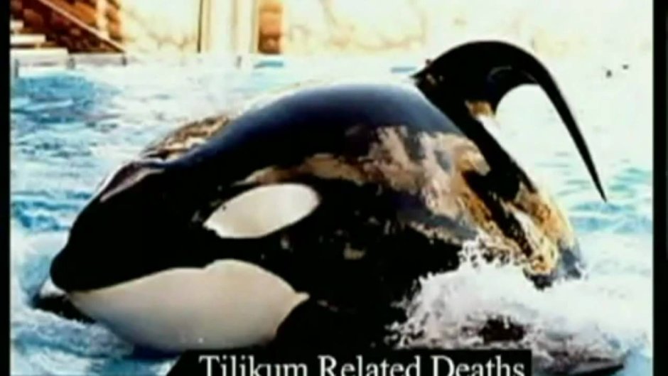 Tilikum Orca