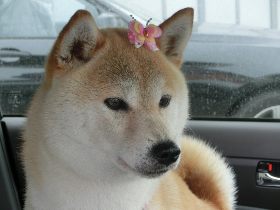 Шиба ину aesthetic