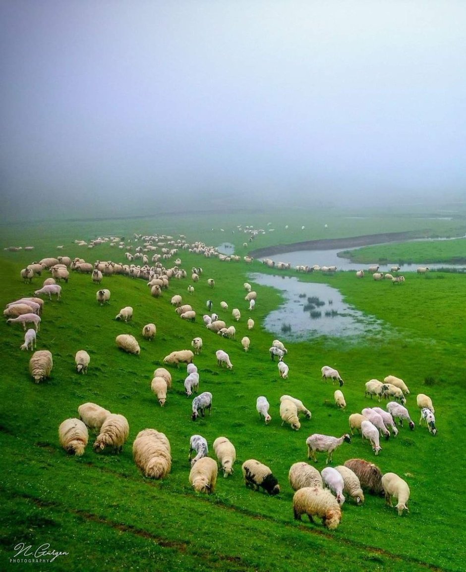 Отара овец