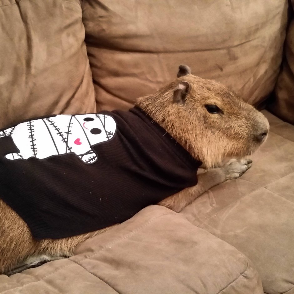 Капибара Игнат