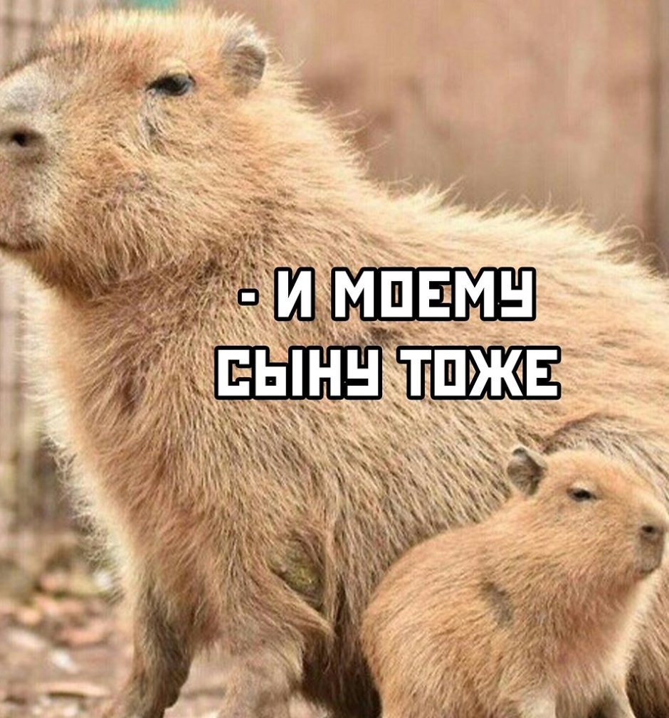 Мем капибара Мем капибара