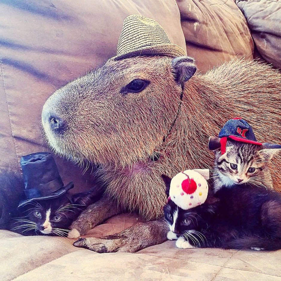 Капибара и шиншилла