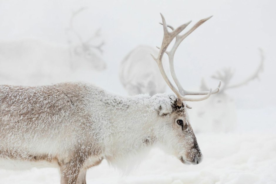 Peary Caribou