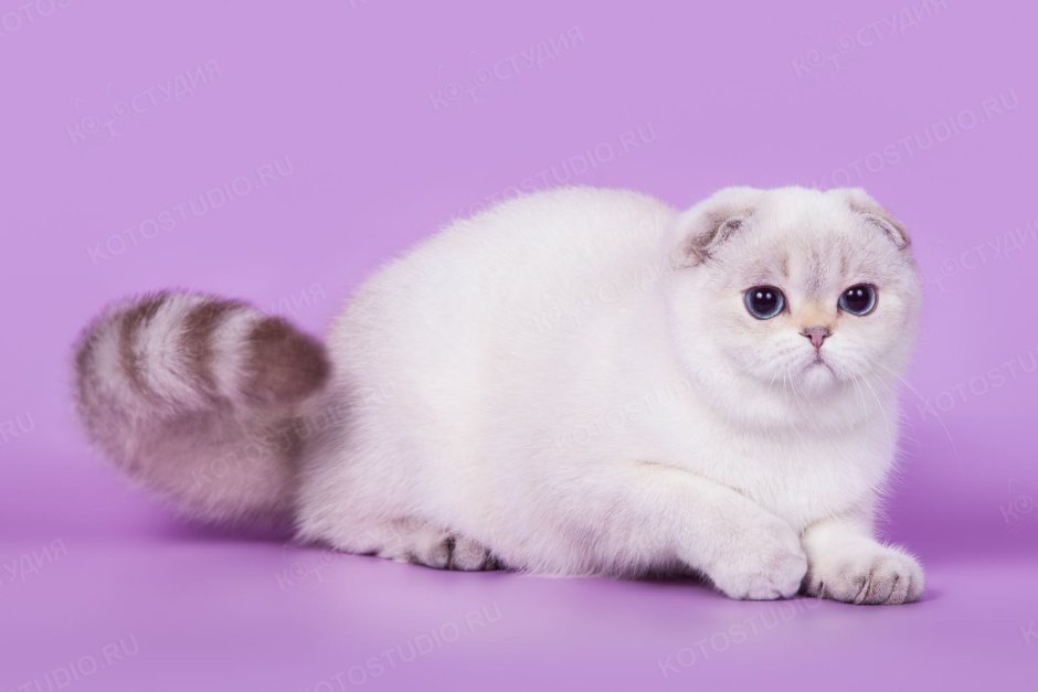Вислоухий экзот Манчкин