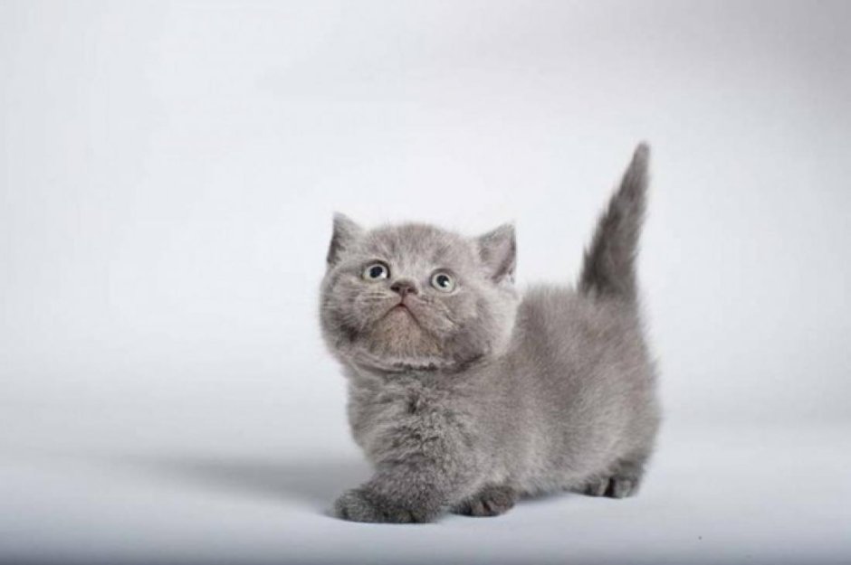 Коты британские шиншиллы