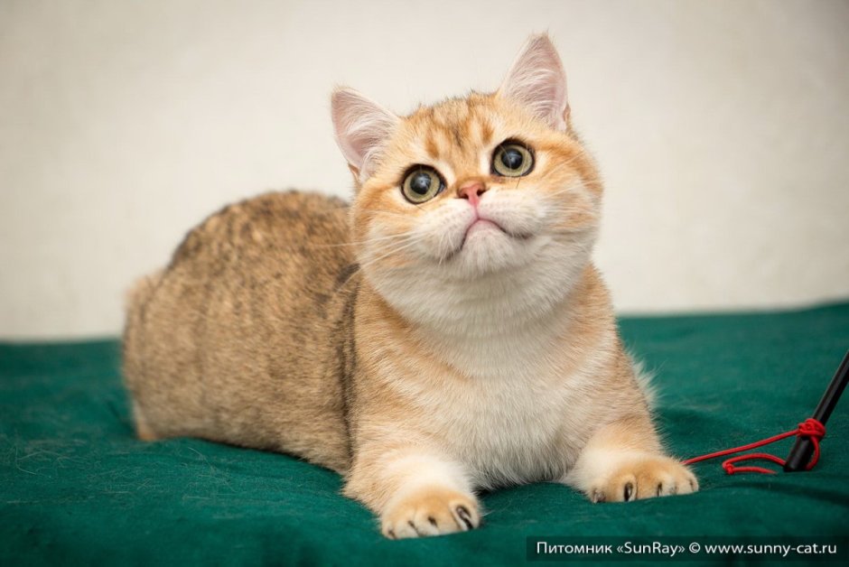 Манчкин кот вислоухий белый