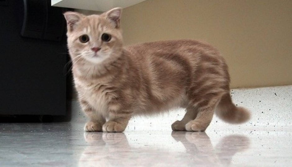 Kittisaurus Lulu порода